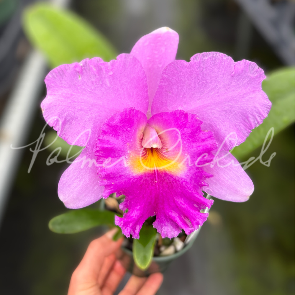Rlc. Ben Jammin — Palmer Orchids